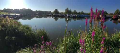 Reedly Marina Panorama